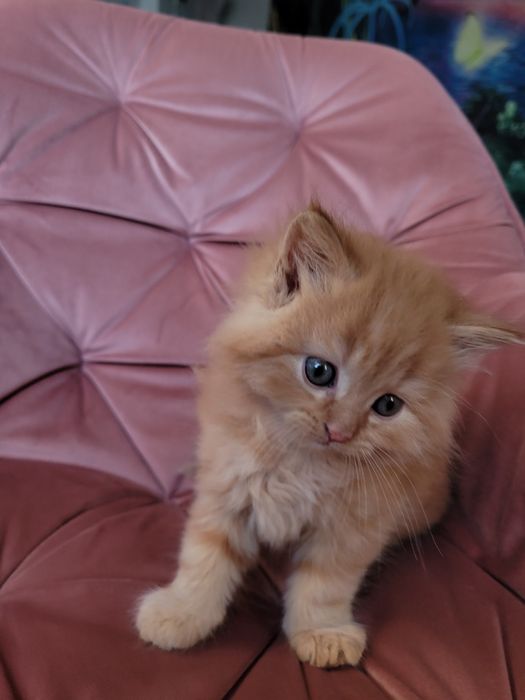 Maine Coon kotka