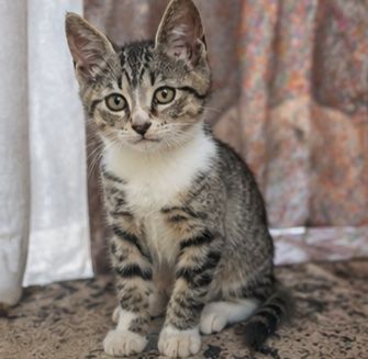 Шикарний хлопчик, 2,5 місяці!