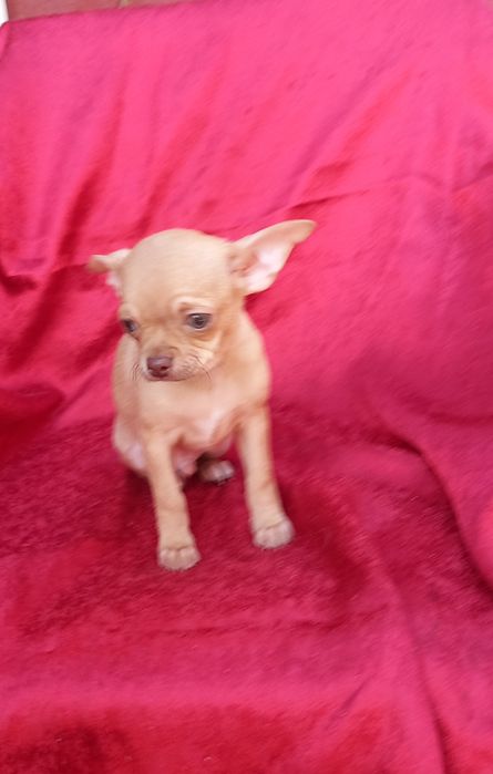Мальчишечка чихуахуа для Вас