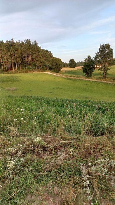 Działka siedliskowa