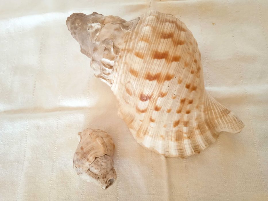 Búzios decorativos
