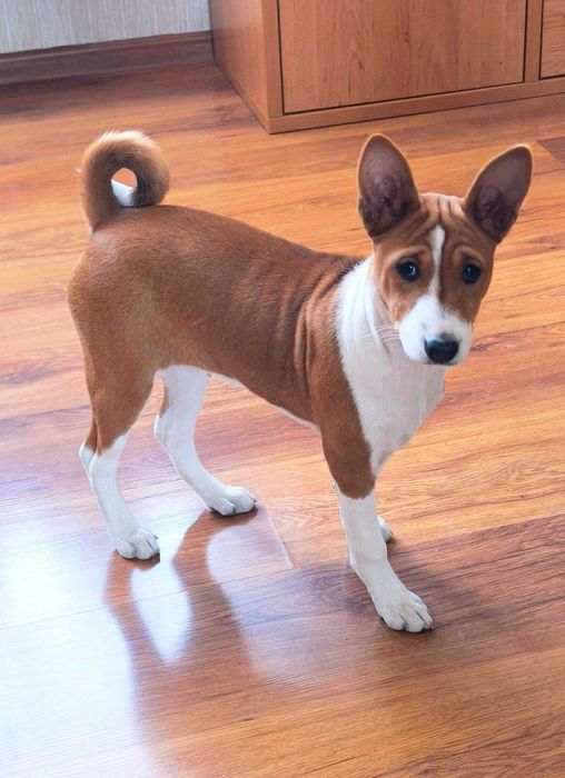 Szczenię rasy Basenji Hodowla Frayko FCI