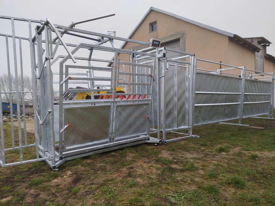 Poskrom + Waga Inwentarzowa dla Bydła Limousine Mamki Odsadki