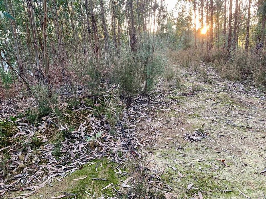 2 terrenos juntos       290m de margem de estrada nacional 344