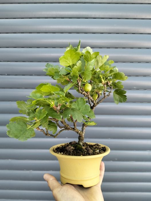 Bonsai uva crispa - groselha