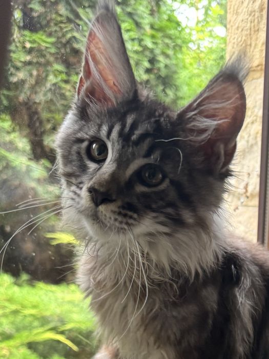 Maine Coon srebrny kocurek