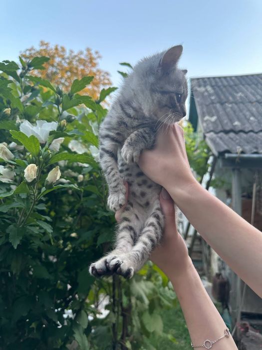 Котеня хлопчик 3 місяці