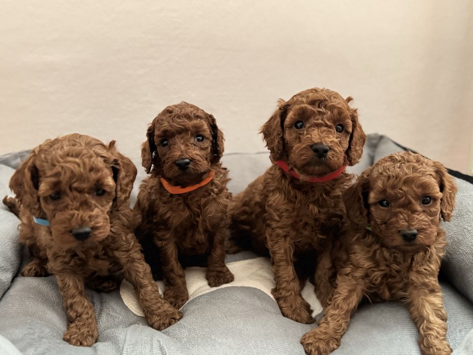 Pudel miniatura piękny Chłopiec RED