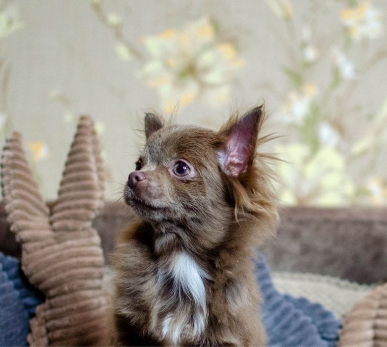 Лілова довгошерстна Candi