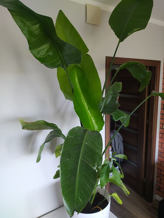 strelicja nicolay biała