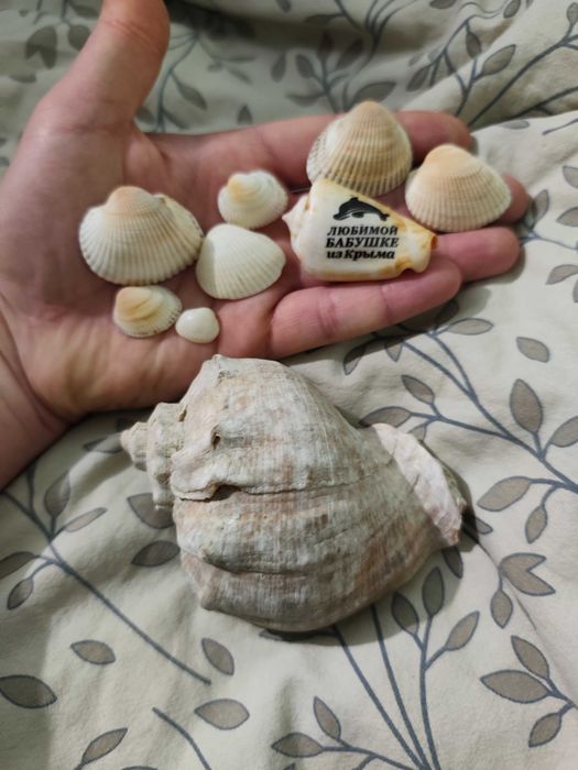 Ракушка с моря , сувенир, подарок бабушке