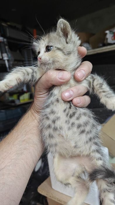 Віддамо кошенят в добрі руки