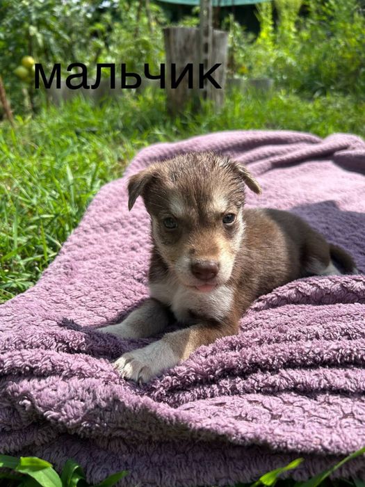 Цуценята безкоштовно  в добрі руки