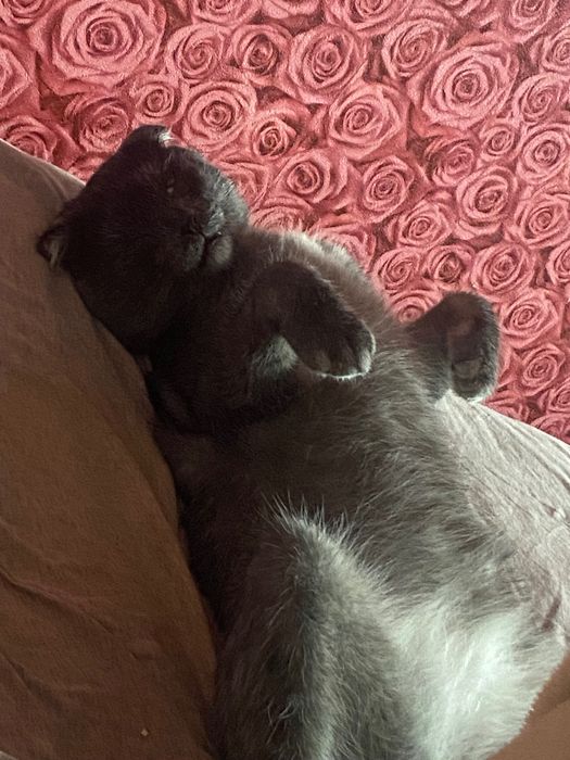 Зник кіт / Пропал кот