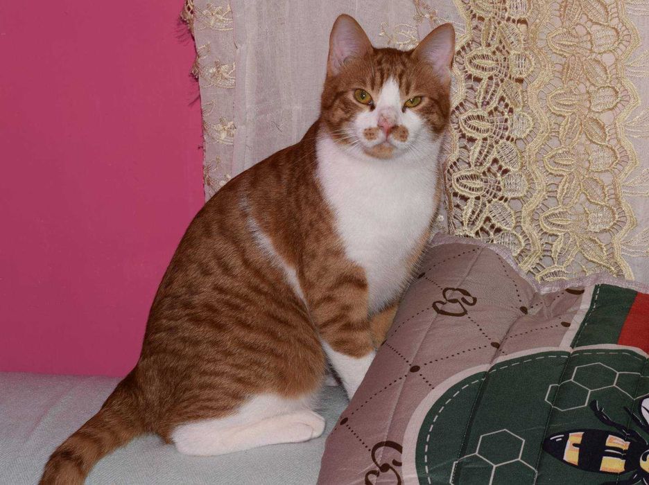 Лева кастрированный котик из Ирака