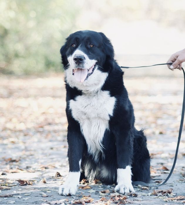 Кобель Среднеазиатская овчарка