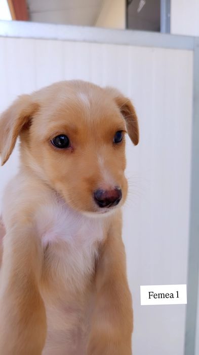 Caezinhos bebes para adopção responsável