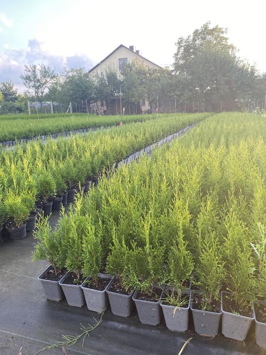 Tuja Smaragd p9 (thuja)