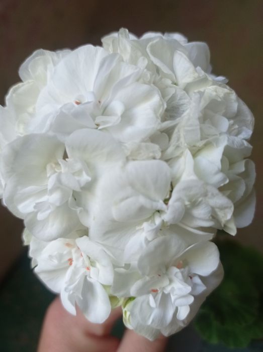 Пеларгония, герань, свежесрез