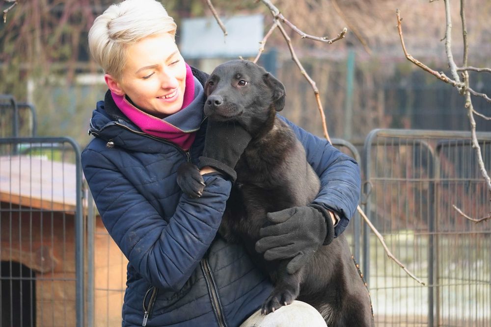 Agatka - suczka w typie labek szuka domu