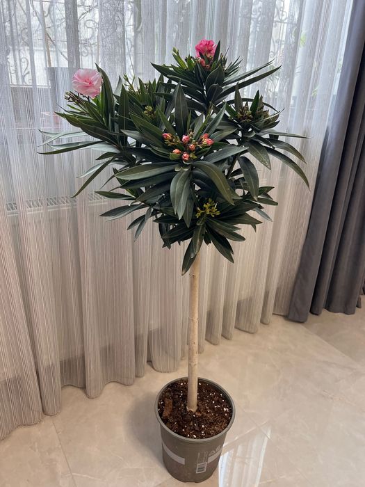 Олеандр на штамбе 130см , два разных сорта на одном растении