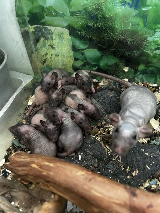 Щурі сфінкси Дамбо