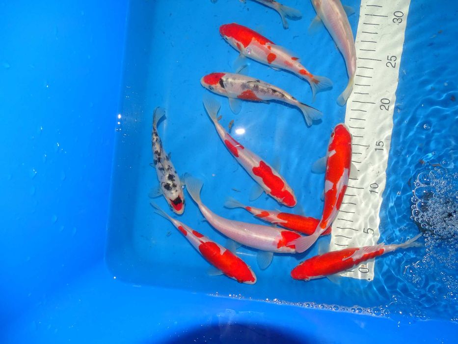 Japońskie Karpie Koi -Rybki do oczka Karpie Koi 8-56cm