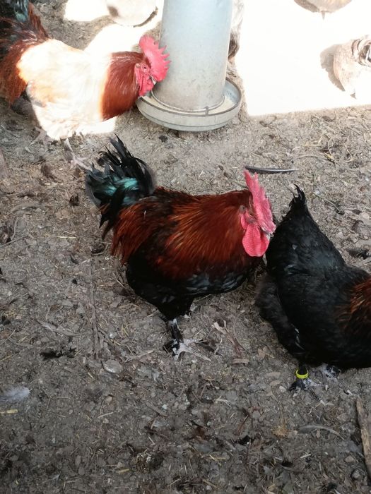 Maran Preto/Azul Cobre