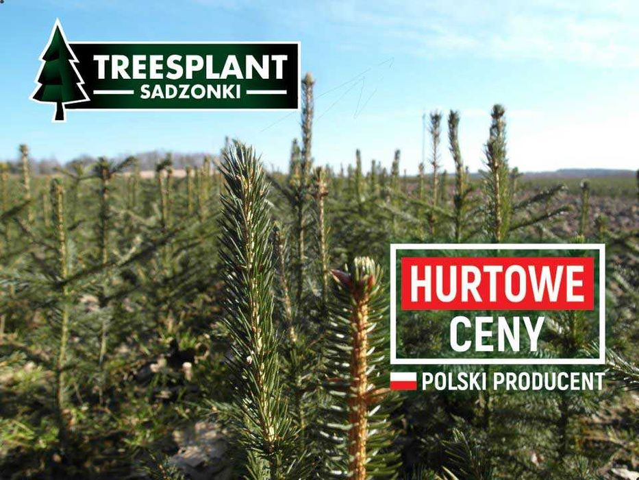 Świerk Pospolity 3L 20-30cm / srebrny jodła kaukaska sadzonki