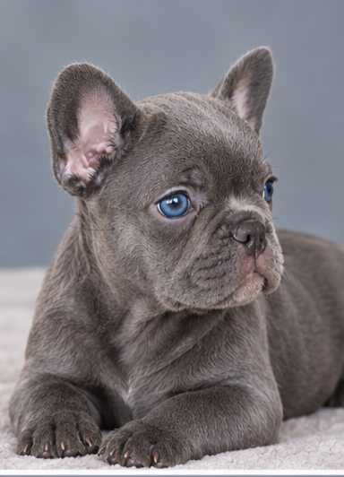 Buldogue francês fêmea