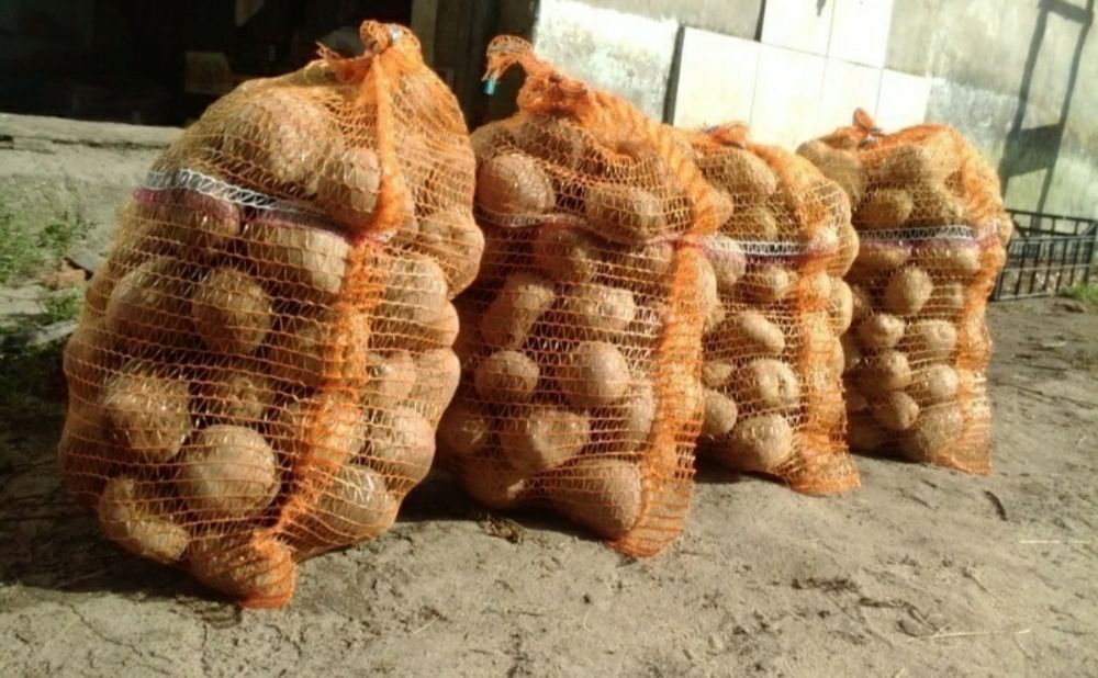 Ziemniaki, pszenica, jęczmień, kapusta