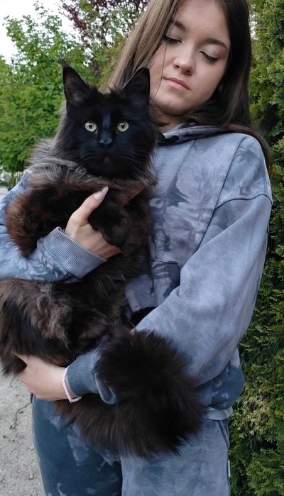 Мейн Кун, Maine Coon, Black, чёрного окраса