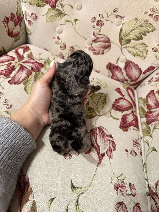 Excelente Pug Carlin de Qualidade