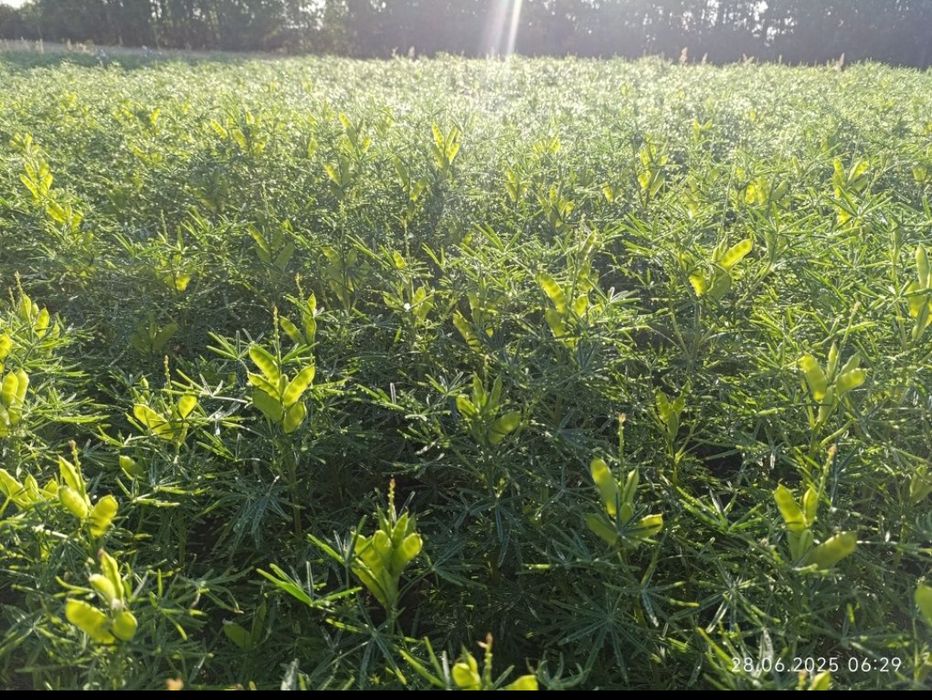 Łubin gorzki wąskolistny mieszanka 2025