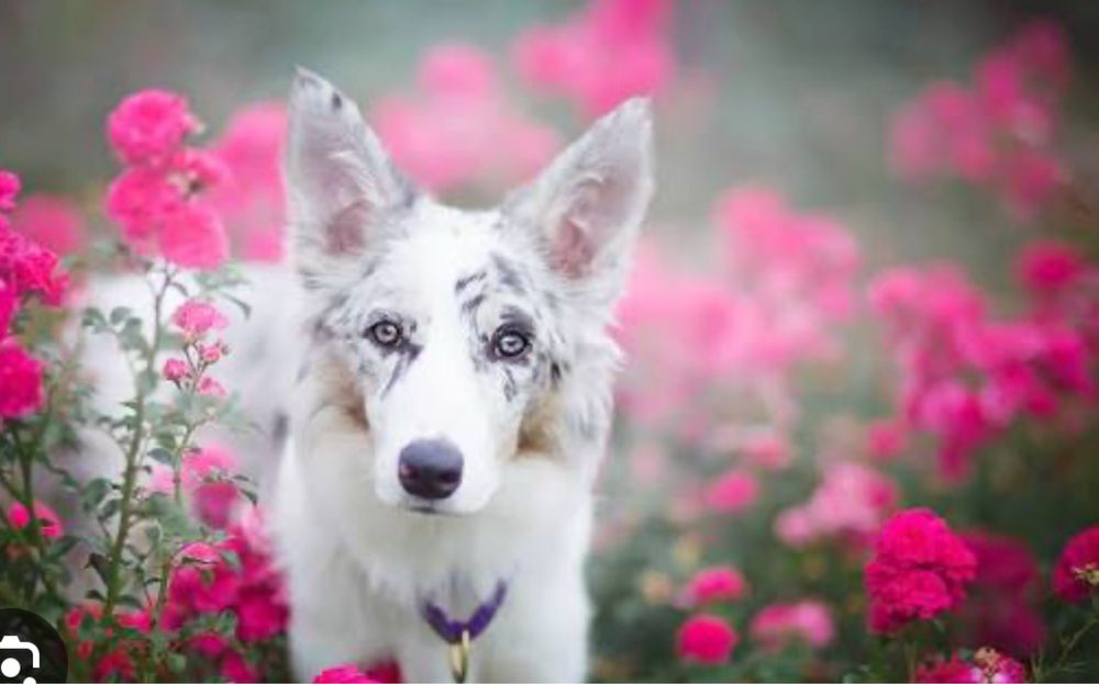 Перетримка собак, вигул собак !