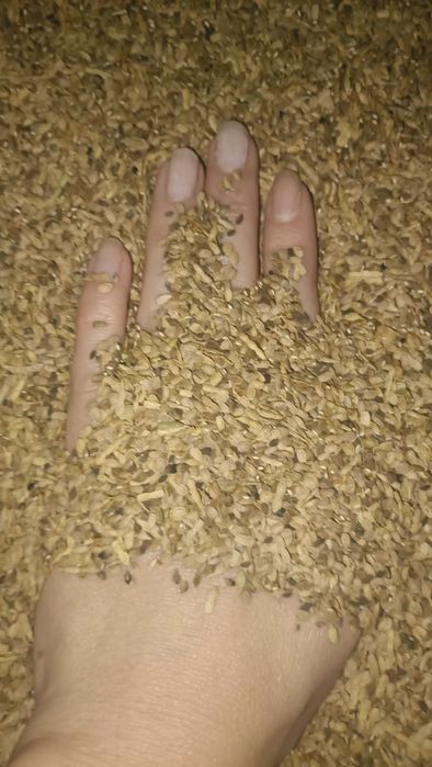 seradela z facelia