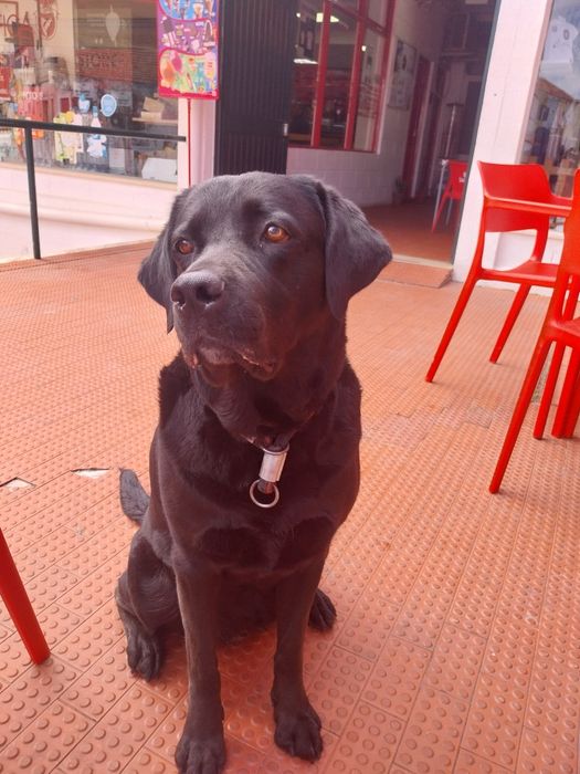 Dou labrador fêmea