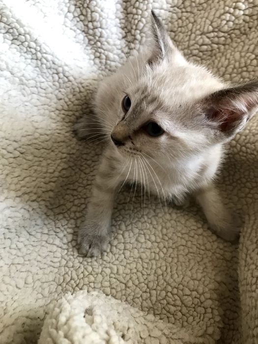 Gatinha fêmea de 2 meses, olhos brancos e azuis. para adoção