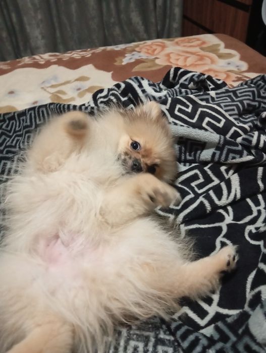 3000 грн.Акция до Різдва та Нового Року!!