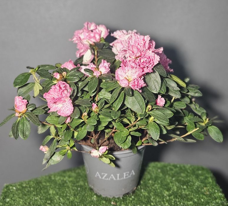 Продам араукарию ,фиалки ,лавровый лист,мини орхидеи, драцены,цикламен