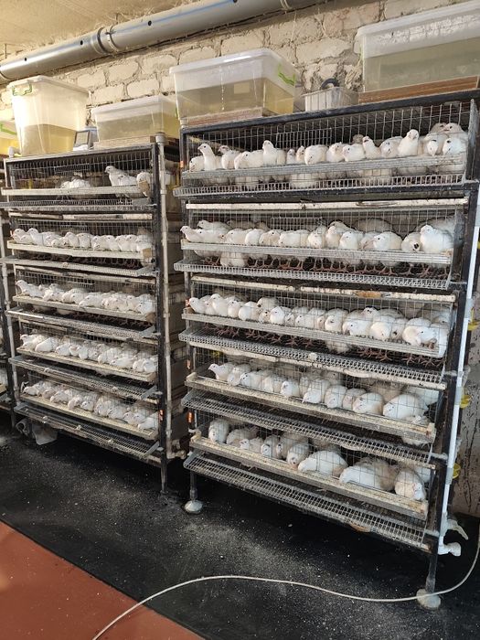 Клетка для перепелов б/у