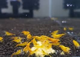 GB Krewetka Pomarańczowa - Orange