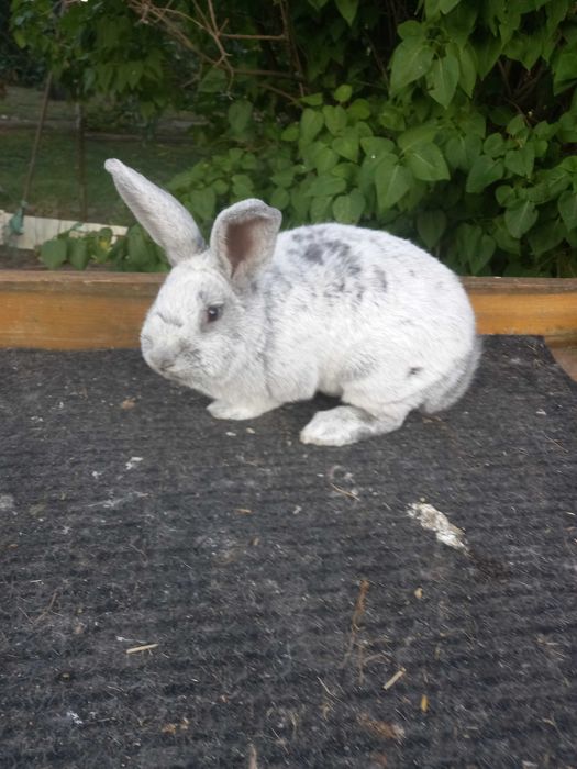Króliki rasy WJS
