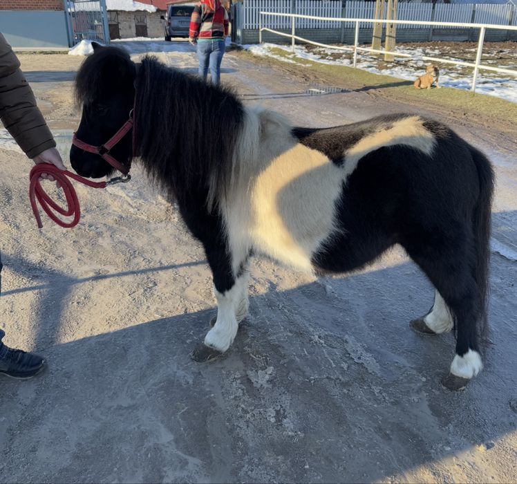 Konik kucyk klacz 100cm na sprzedaż