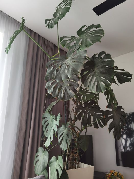 Monstera 2m, 5 lat