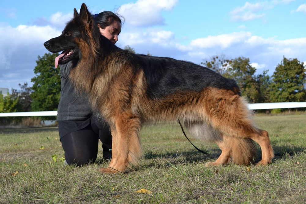 Титулованные кобели!!!