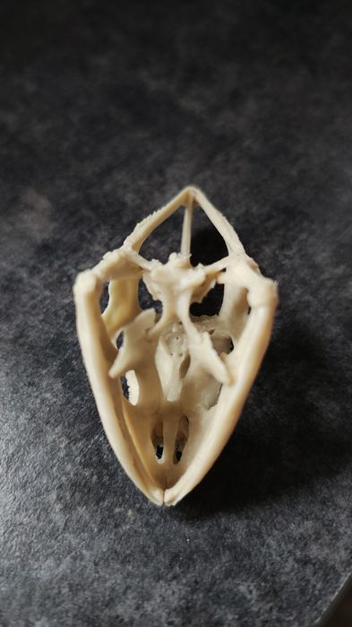 Czaszka kameleona druk 3d