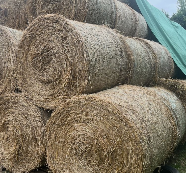 Słoma żytnia i owsiana, zamina na obornik