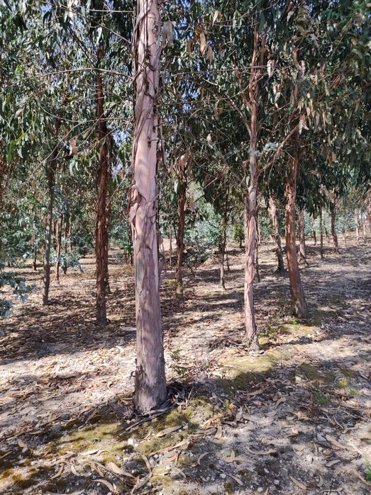 Terreno Eucaliptos