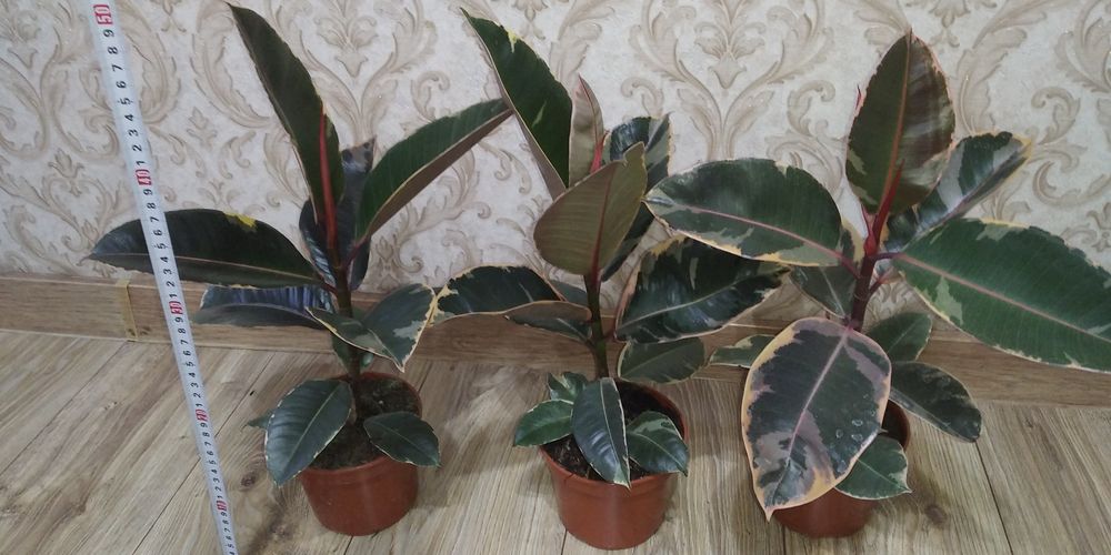 Фікус Тінеке,Бейліз,Абіджан,Шріверіана